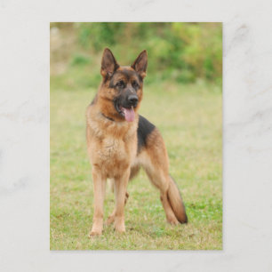 Tyska shepherd hund vykort