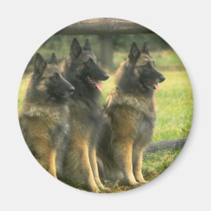 Tyska Shepherd Hundar Magnet