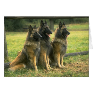 Tyska Shepherd Hundar OBS Kort