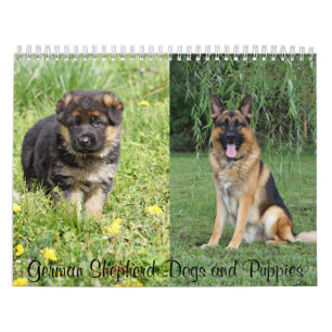 Tyska Shepherd Hundar och Puppies Calendar Kalender