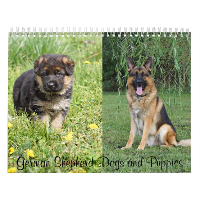 Tyska Shepherd Hundar och Puppies Calendar Kalender (Omslag)