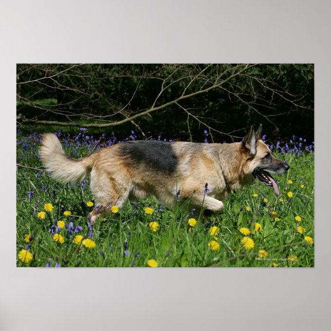 Tyska shepherd i Gula blommor Poster (Framsidan)