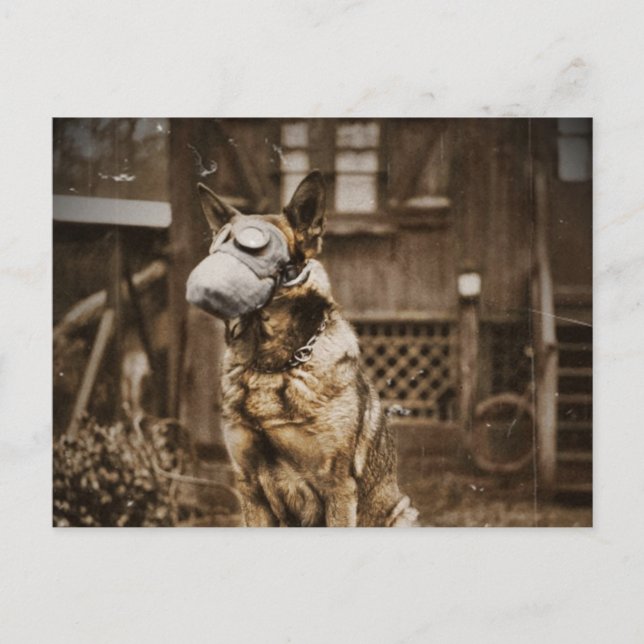 Tyska shepherd in Gas Mask Vykort (Framsida)