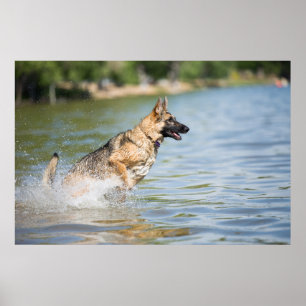 Tyska shepherd Leaps Into Vatten Poster
