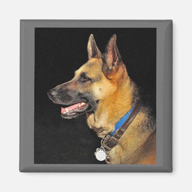 Tyska Shepherd Magnet (Framsidan)