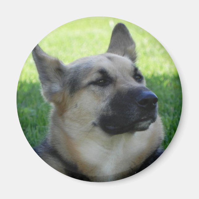 Tyska shepherd magnet (Framsidan)