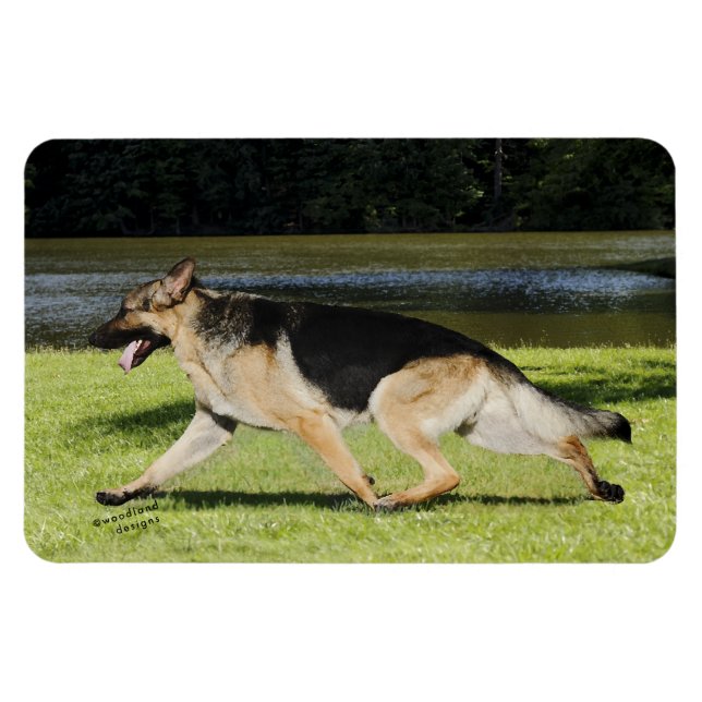 Tyska Shepherd Magnet (Horisontell)