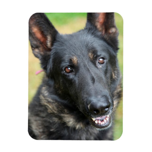 Tyska shepherd magnet (Vertikal)