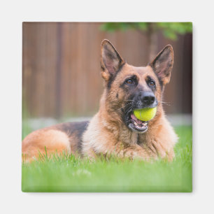 Tyska shepherd med Tennis Boll Magnet