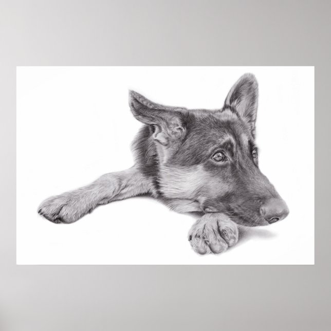 Tyska shepherd Poster (Framsidan)