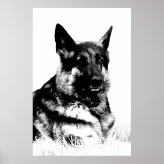 Tyska shepherd poster