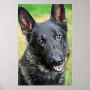 Tyska shepherd poster