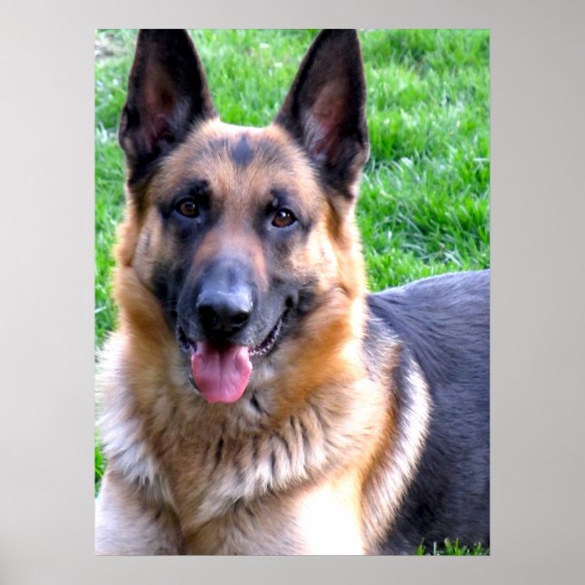 Tyska shepherd Poster (Framsidan)