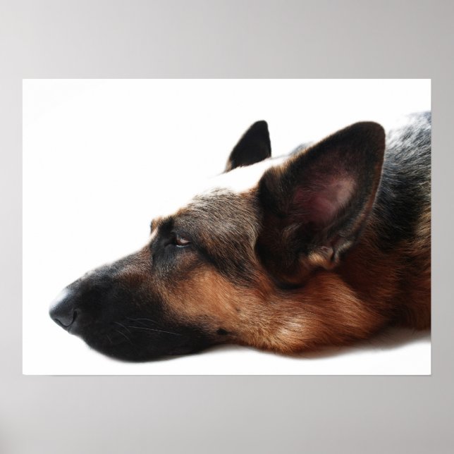 Tyska shepherd Poster (Framsidan)