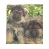 Tyska shepherd Puppies