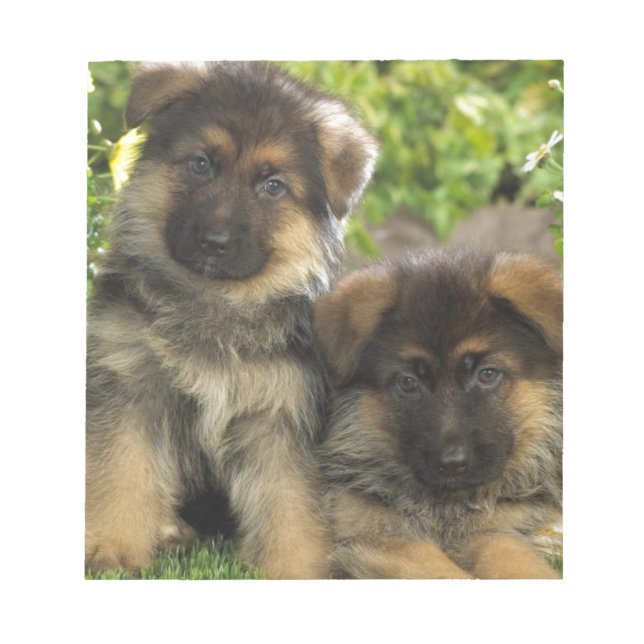 Tyska shepherd Puppies Anteckningsblock (Framsida)