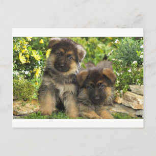Tyska shepherd Puppies Vykort