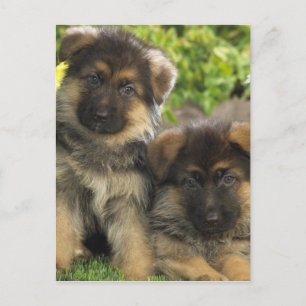 Tyska shepherd Puppies Vykort