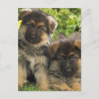 Tyska shepherd Puppies Vykort