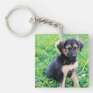 Tyska shepherd Puppy