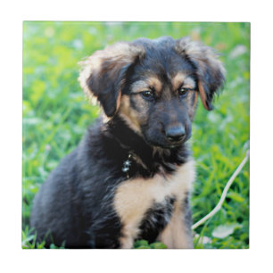 Tyska shepherd Puppy Kakelplatta