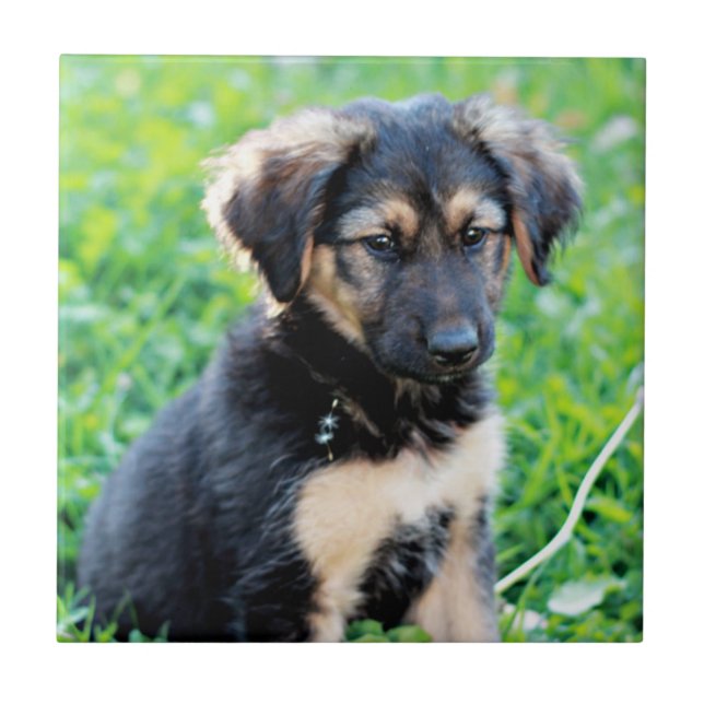 Tyska shepherd Puppy Kakelplatta (Framsidan)