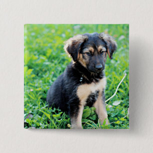 Tyska shepherd Puppy Knapp