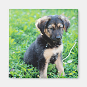 Tyska shepherd Puppy Magnet