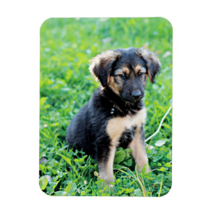 Tyska shepherd Puppy Magnet