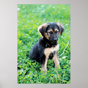 Tyska shepherd Puppy Poster