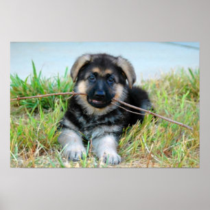 Tyska shepherd Puppy Poster