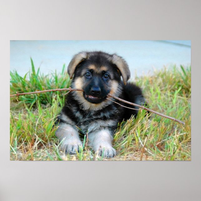 Tyska shepherd Puppy Poster (Framsidan)