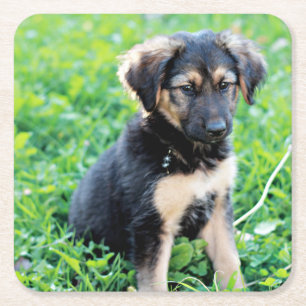 Tyska shepherd Puppy Underlägg Papper Kvadrat
