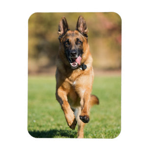 Tyska shepherd Running Magnet