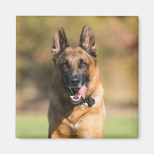 Tyska shepherd Running Magnet