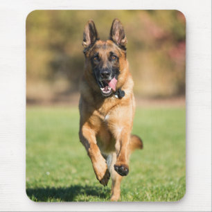 Tyska shepherd Running Musmatta