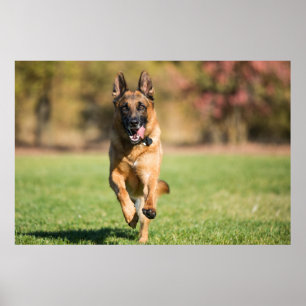 Tyska shepherd Running Poster