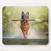 Tyska shepherd Running with Stick