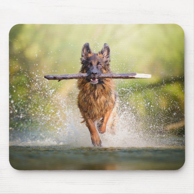 Tyska shepherd Running with Stick Musmatta (Framsidan)