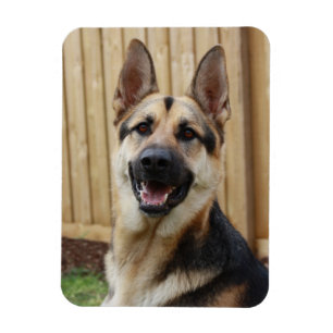 Tyska shepherd Sitta Magnet