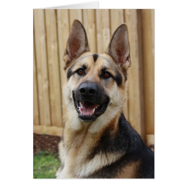 Tyska shepherd Sitta OBS Kort (Framsidan)