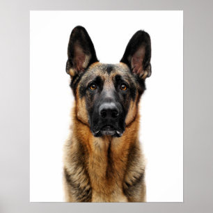 Tyska shepherd Sitta uppåt Poster