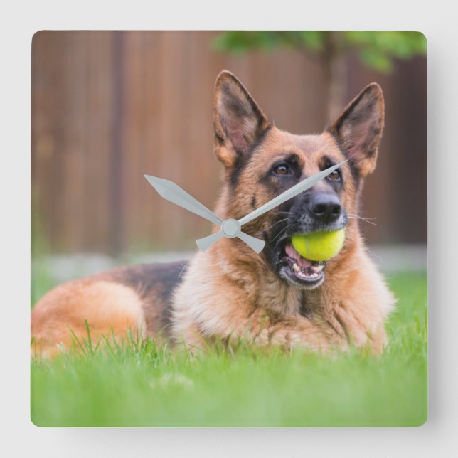 Tyska shepherd With Tennis Boll Fyrkantig Klocka (Framsida)