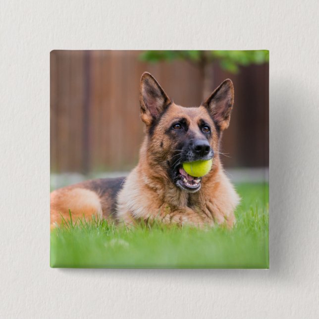 Tyska shepherd With Tennis Boll Knapp (Framsida)