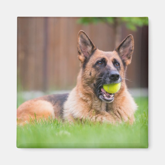 Tyska shepherd With Tennis Boll Magnet (Framsidan)