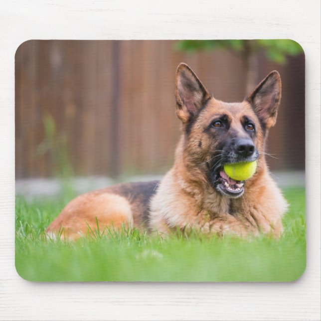 Tyska shepherd With Tennis Boll Musmatta (Framsidan)
