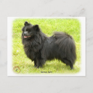 Tyska Spitz 9W014D-009 Vykort