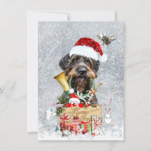 Tyska Wirehved Pointer, Boar Huncard Kort