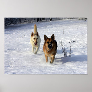 Tysken valler spring i snön poster