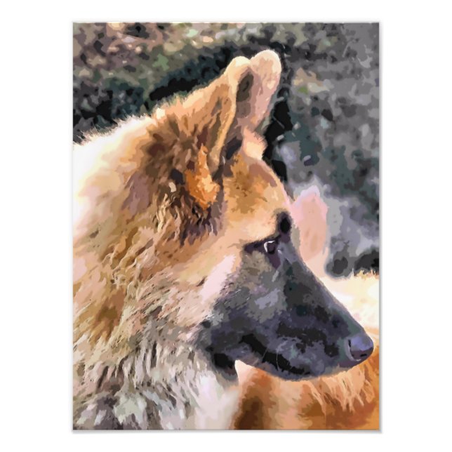 TYSKLAND SHEPHERD HUND FOTOTRYCK (Framsidan)
